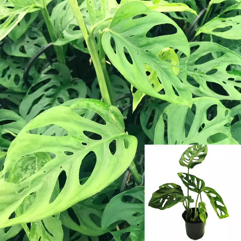 10 Cuttings Swiss Cheese Split Leaf Money Mask Philodendron Monstera vin... - $29.99
