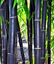 Fresh 50 Timor Black Bamboo Seeds Privacy Seed Clumping Exotic Shade Scr... - $10.00
