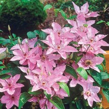 25 Hagley Clematis Seeds Climbing Plumeria Bloom Seed 719 Garden USA Seller - $7.98