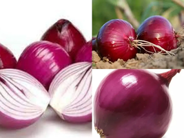 2000 seeds Allium Cepa Purple Round Onions Vegetables Seeds, 1 Original Pack - £23.59 GBP