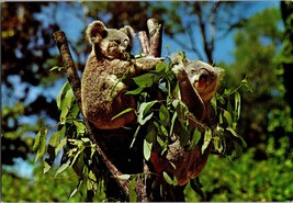 Vtg Postcard Koala Bears (Lone Pine Santuary) Queensland, Australia - £5.14 GBP