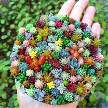 Mixed Mini Succulent Seeds, 100Pcs/Pack - £7.93 GBP