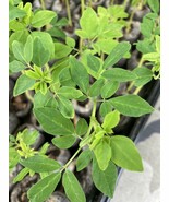  2 pack Moringa Oleifera Tree  Live Plant 100% Organic - $19.80