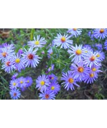 Aster Sky Blue 50 Flower Seeds - $7.98