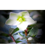 SEPTH Helleborus Niger Snow Rose 2 live plants White blooms in the snow ... - $88.51 CAD