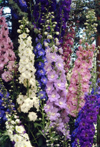 Delphinium 'Pacific Giant Mix' 25 Perennial Seeds - £8.32 GBP