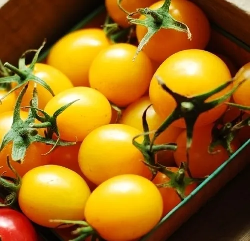 150 Plum Yellow Tomato Lycopersicon Heirloom Indeterminate Fruit Vegetable Seeds - £7.07 GBP