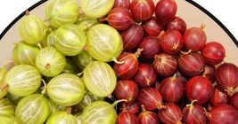 Ribes uva-crispa SEEDS  European gooseberry RED and WHITE mix - $7.38+