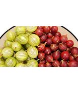 Ribes uva-crispa SEEDS  European gooseberry RED and WHITE mix - $135.37 MXN+