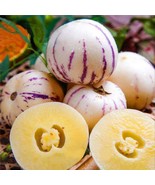 Pepino Melon seed Melon pear or sweet cucumber Exotic fruit 10 seeds - £6.25 GBP