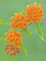 60 Seeds Butterfly Weed, Hummingbirds Magnet Beauty, Orange Flower - £10.38 GBP