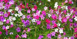 BPASTORE 20 Seeds Store Exotic Nicotiana Alata Mixed Color Flowering Gar... - £11.75 GBP