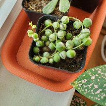 Variegated String of Pearls Plant, 2 inch succulent live plant image 2