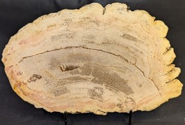Petrified Wood Large Decorative Crystal Slice ≥8.0&quot; &amp; over 22 oz (Item #19) - $817.28 MXN