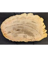 Petrified Wood Large Decorative Crystal Slice ≥8.0" & over 22 oz (Item #19) - $44.54
