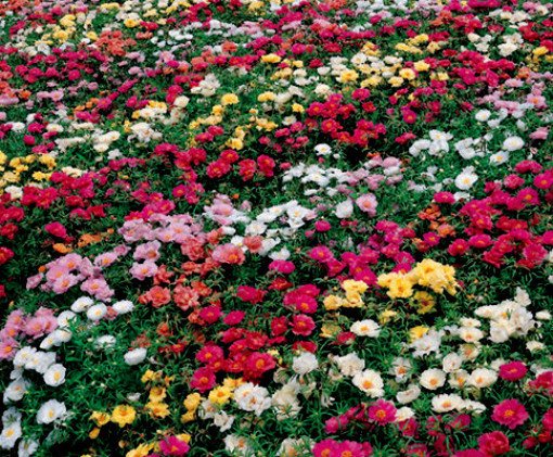 Rose Moss Seed Mixed Rose Moss Seed Ground Cover Low Growing 50Ct New Fr... - $10.08