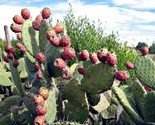10 Prickly Pear Cactus Opuntia Ficus-Indica Flower Seeds - £4.71 GBP