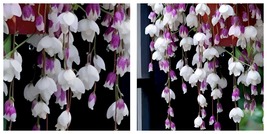 50 Seeds Purple White Weep Begonia Flowers Hanging Plant Lots of Blooms Weeping - £19.77 GBP