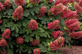 RUBY SLIPPER Hydrangea 4' pot image 2