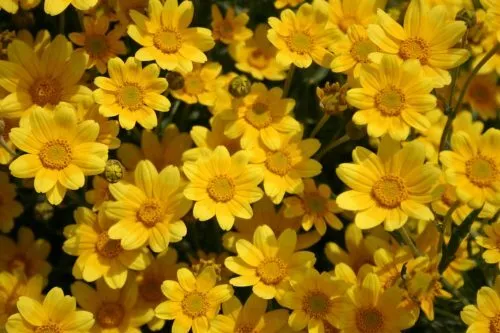 Oregon Sunshine - Premium flower seed - Beautiful  Grown in USA 1000 Seeds - $10.98