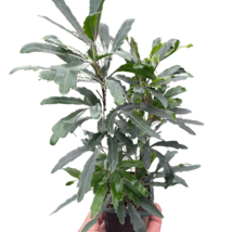 Aralia 'Green'-3" Pot - $57.99