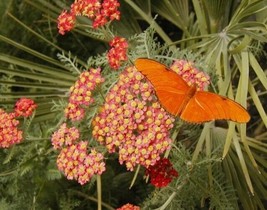 Rafhstore 20 Yarrow Red Perennial Yarrow Seeds Us Seeds - £7.18 GBP