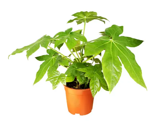 20 Japanese Aralia (Fatsia Japonica) Seeds Indoor Potted Or Border Plant Fresh G - £8.57 GBP