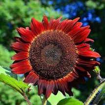 100 Red Sun Sunflower Seeds Heirloom Non Gmo Fresh - £7.99 GBP