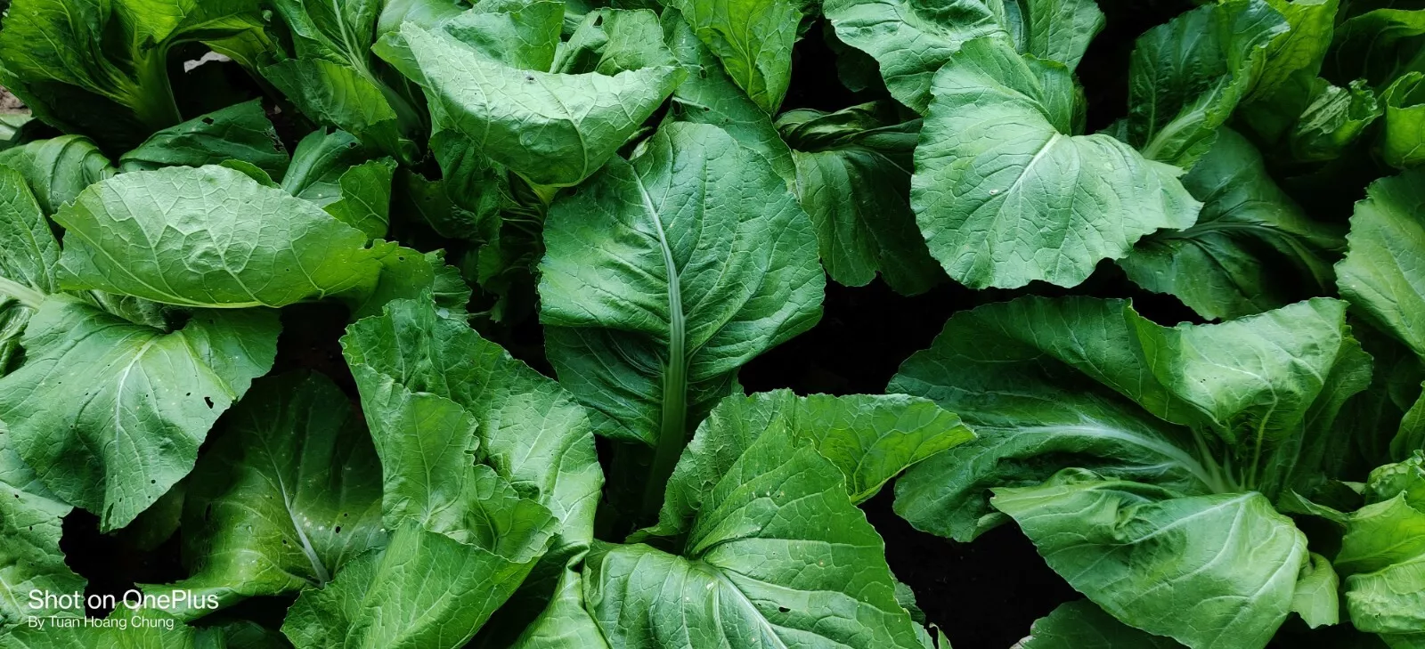 600+ Mustard Green Seeds / C?i B? Xanh for 2025 season - $10.01
