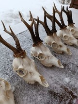 Set - 7 Roe Deer Roebuck Deer Skull Antlers Home Decor Nature Anatomy Ta... - $186.07