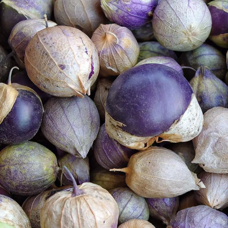 Purple Tomatillo Vegetable Salsa Heirloom NON GMO 50 Seeds  - £7.71 GBP