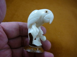 (TNE-BIR-PAR-446b) Parrot tropical bird TAGUA NUT figurine carving birds... - $30.15