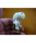 (TNE-BIR-PAR-446b) Parrot tropical bird TAGUA NUT figurine carving birds... - $574.04 MXN