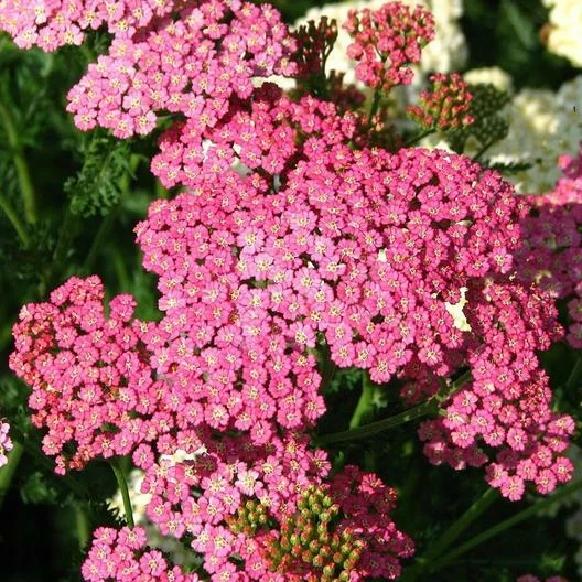 Yarrow Seeds CERISE QUEEN Perennial 36&quot; CutFlowers Pollinators Non-GMO 5... - $5.22