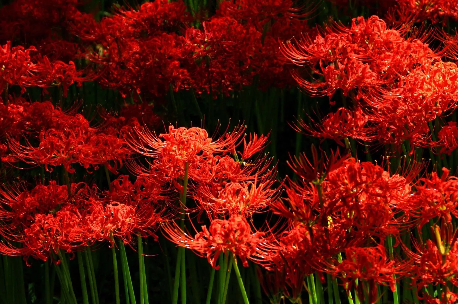 8 Red Spider Lily Bulbs – Lycoris radiata (Resurrection Lily) - $184.00