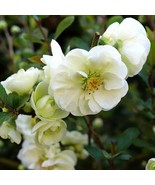 Double Take Eternal White Flowering Quince Proven Winners 4 Inch Pot Fre... - $807.37 MXN