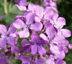 50 Lavender Evening Or Night Scented Stock Flower Seeds Annual Matthiola - £13.21 GBP