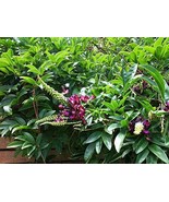 KKG Seeds 5 Evergreen Wisteria Seeds Bright Pink Vine Climbing Flower US... - $17.37