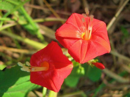 IPOMOEA COCCINNEA,  rare attract butterfly attracting vine climber seed 25 seeds - £7.18 GBP