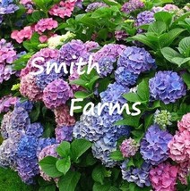 25+ Seeds Mixed Hydrangeas Flower Plant Garden Plants - £4.04 GBP