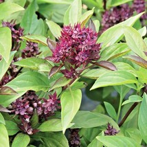 USA Store 300 Seeds Siam Queen Basil Seeds Herb Summer Vegetable Garden Fast Shi - $8.76