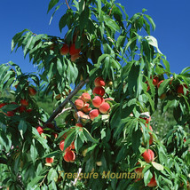 1 Professional Pack, 1 seed / pack, Erly Red Sweet Peach Fruit Seeds #NF172 FRES - £2.52 GBP