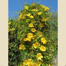 50 Seeds Carolina Yellow Jessamine (Gelsemium sempervirens) Climbing vine - £23.10 GBP