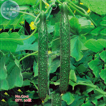 20 Seeds Cucumber Dark Green Crisp Barbed Vegetable Gardening - £4.64 GBP