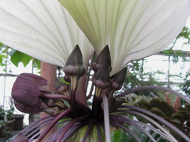 10 Seeds White Bat Flower (Tacca integrifolia)  - £8.20 GBP