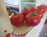 50 + seeds Illinois Beauty Tomato Juicy Tomatoe Vegetable Garden Edible ... - $8.94