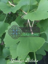 VP 25 Ginkgo Biloba Trees - Live Plants 6 To 8 Inches - Maidenhair Trees - $180.00