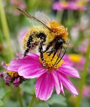 Downloadable JPG Photo Of A Bee On A Flower.  - $6.00