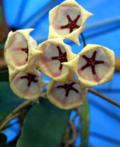 Flower Bonsai Hoya Kerrii (December Orchid), 100 SEEDS D - $12.35