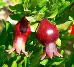 4&quot; Pot Punica Dwarf Pomegranate Live Plant Bonsai Houseplant Outdoors Ed... - $67.99